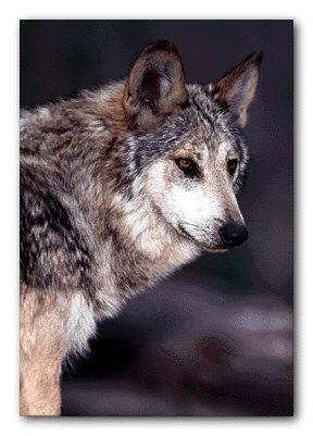 Mexican wolf